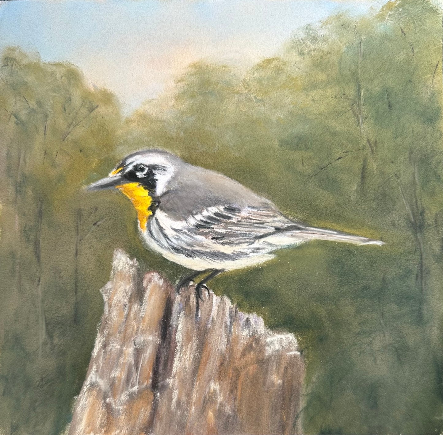 Yellow Throated Warbler