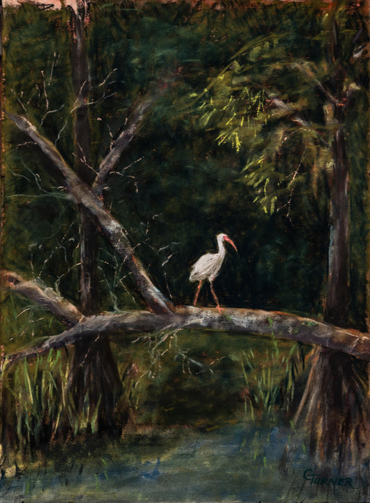 Wakulla Springs Ibis, SOLD 14z17 framed